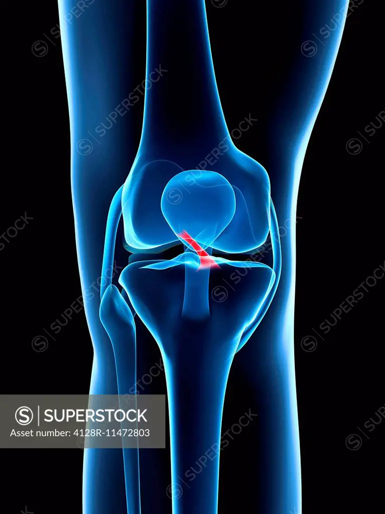 Human knee ligament, computer artwork.