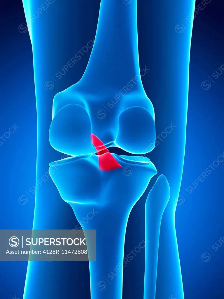 Human knee ligament, computer artwork.