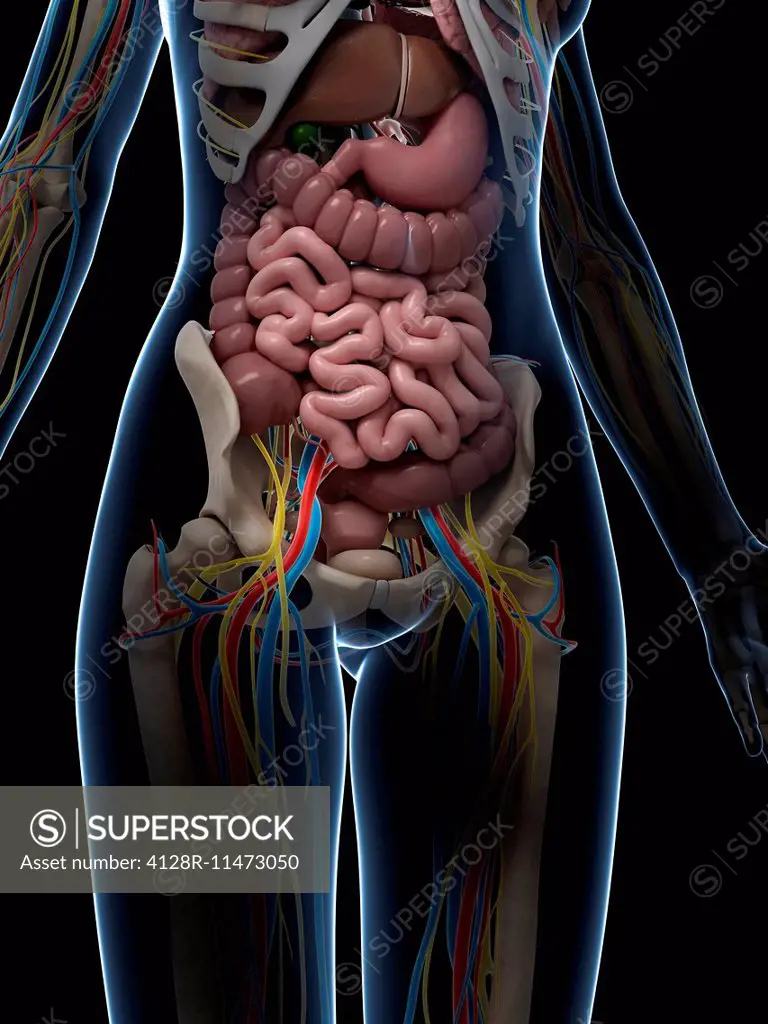 Female intestinal anatomy, computer artwork.