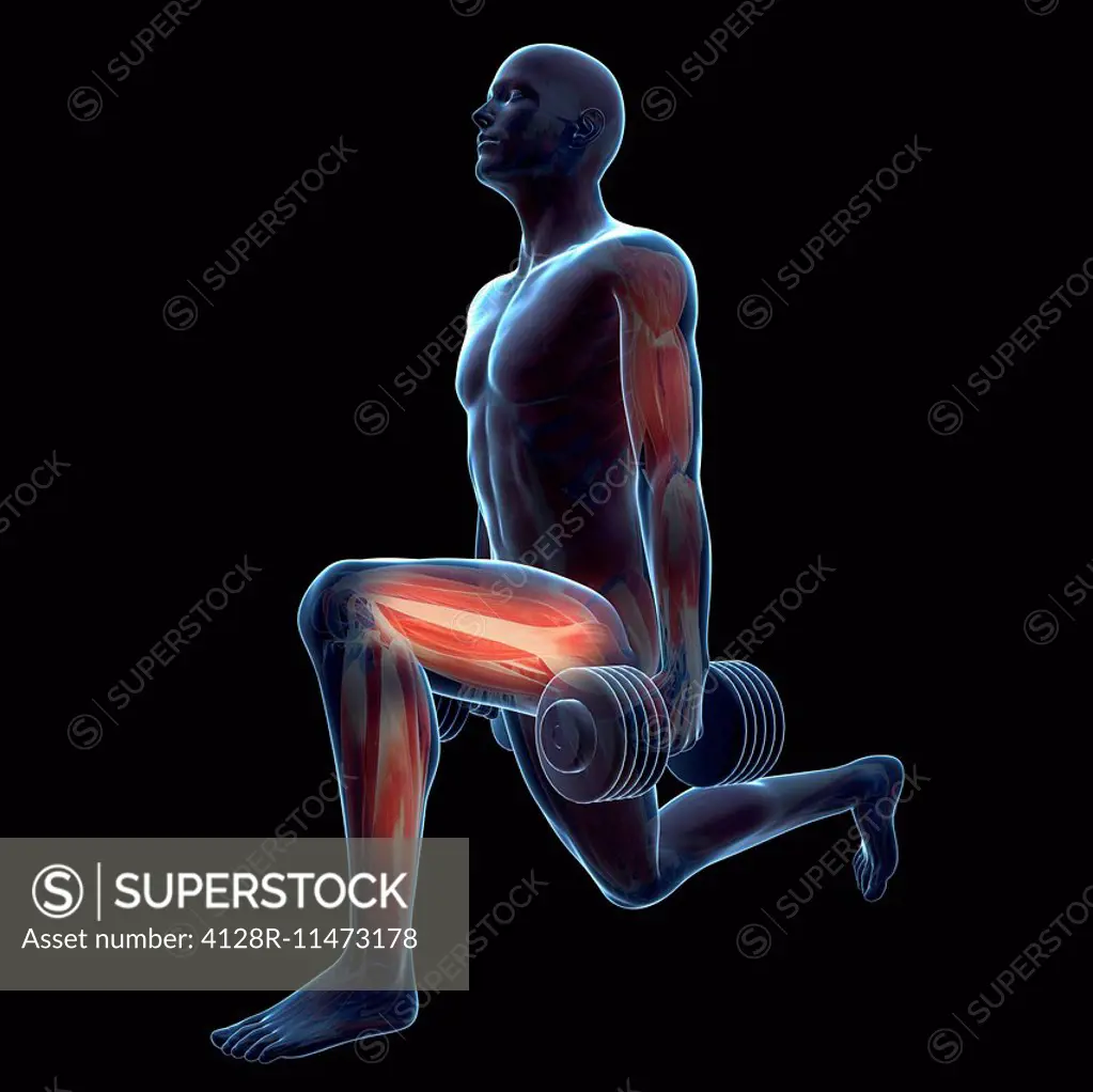 Human muscles used during weight training, computer artwork.