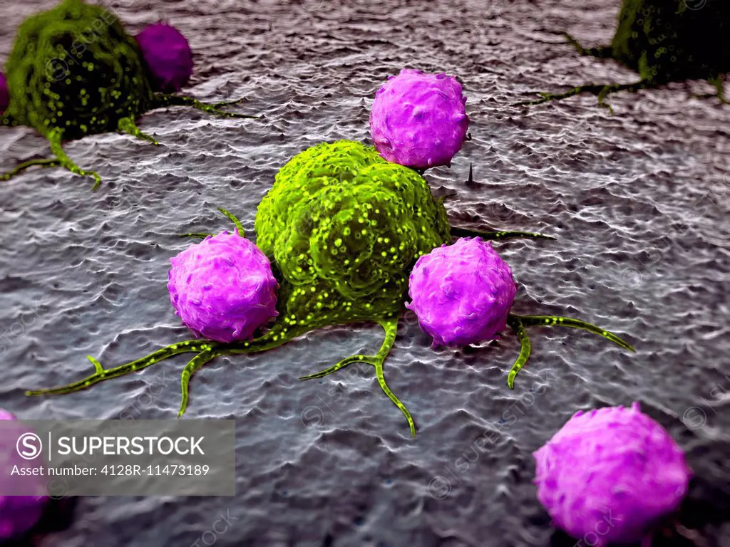 White blood cells attacking a cancer cells, computer artwork.