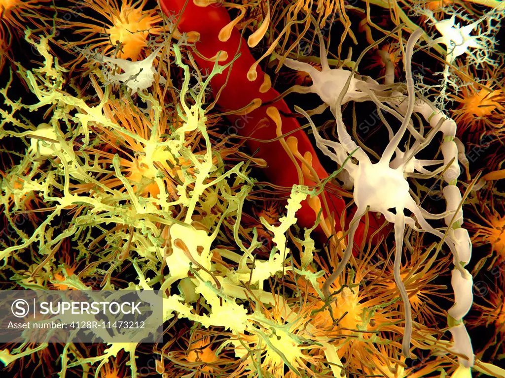 Human brain cells, computer artwork. Neurons are yellow, astrocytes are orange, oligodendrocytes are grey and microglia are white.