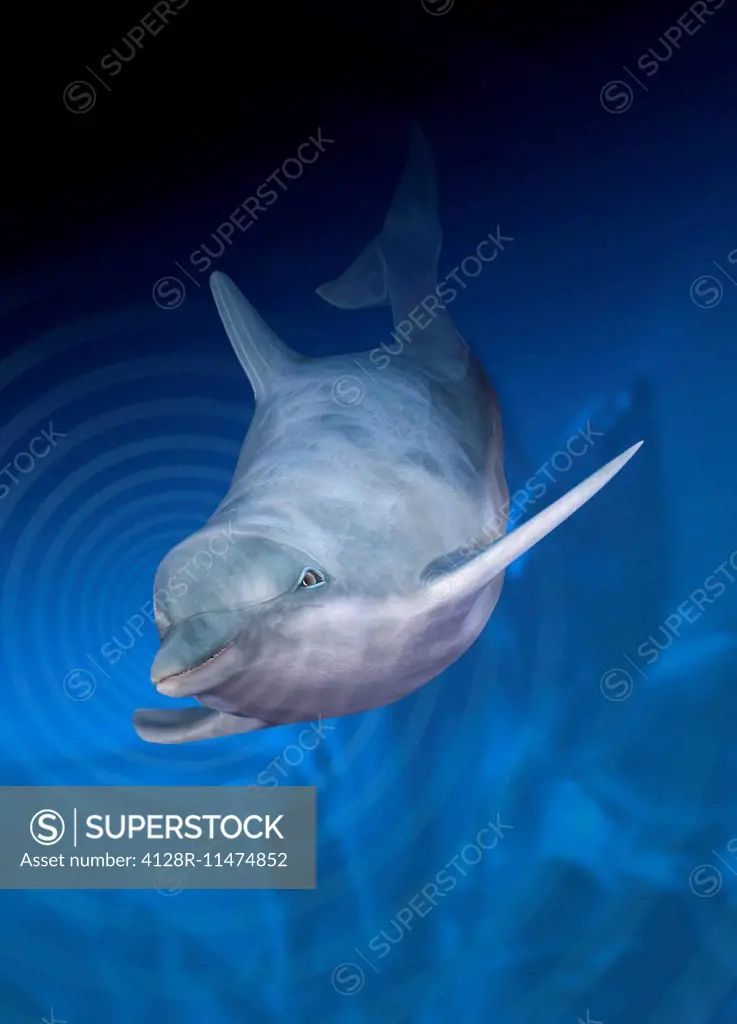 Dolphin using echo location, computer artwork.