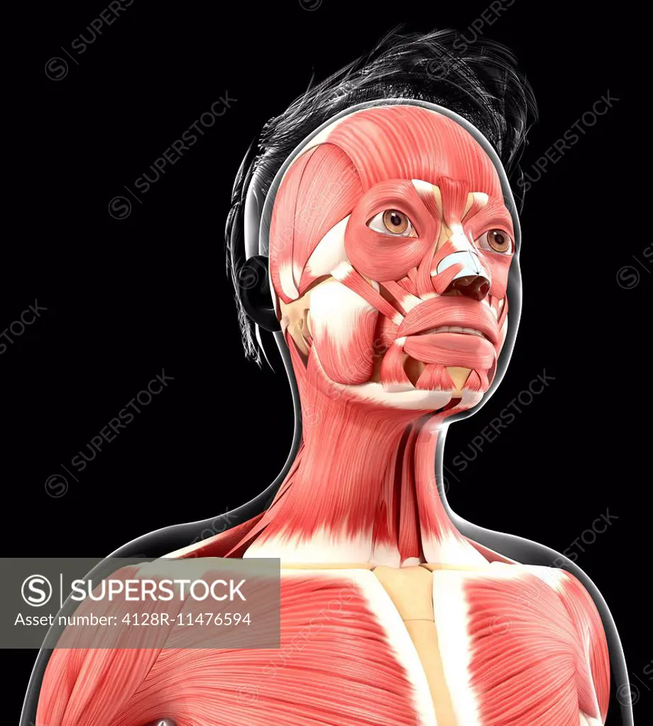 Human muscular system, computer artwork.