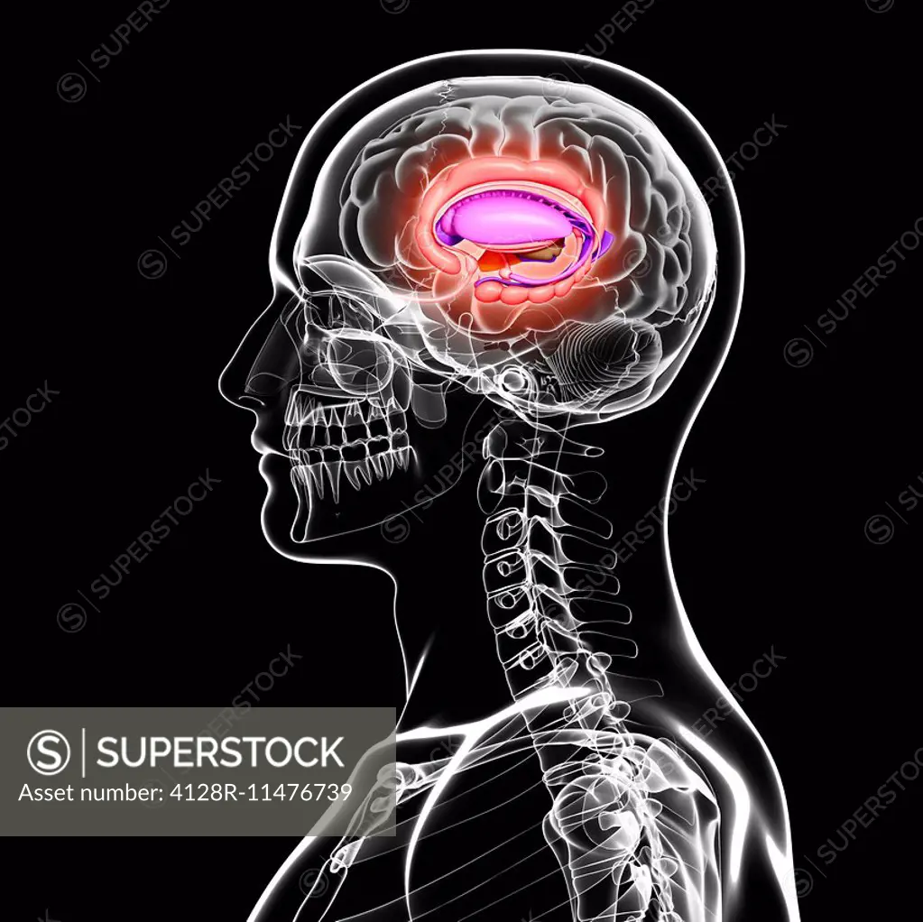 Human brain anatomy, computer artwork.
