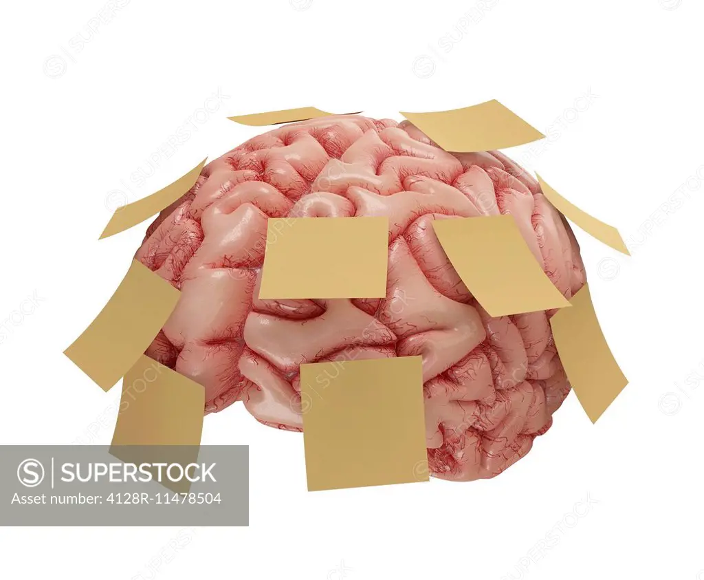Human brain with sticky notes, computer artwork.