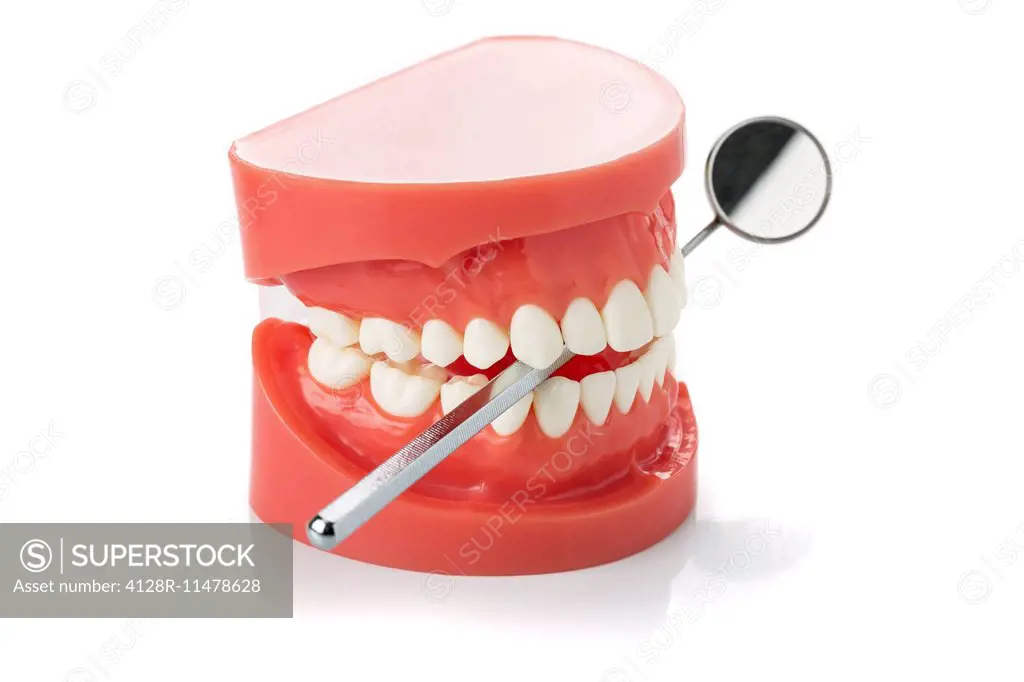 Model of the human jaw with dental mirror.