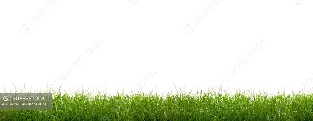 Green grass against a white background.