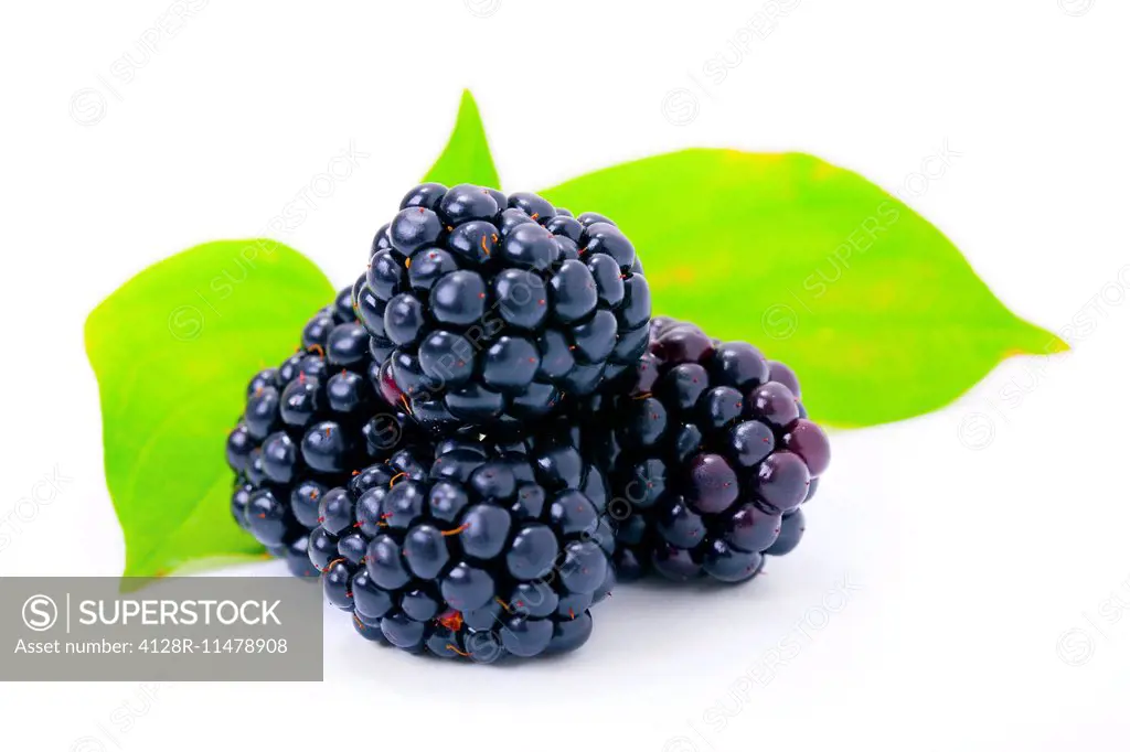 Blackberries against a white background.