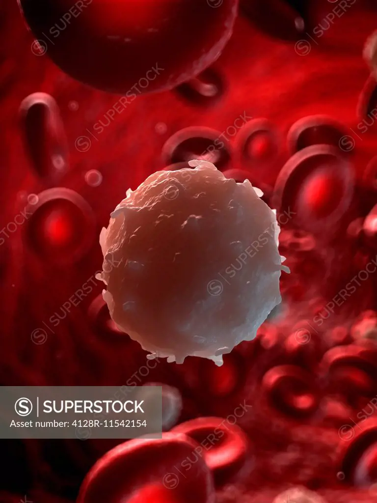White blood cell, computer illustration.