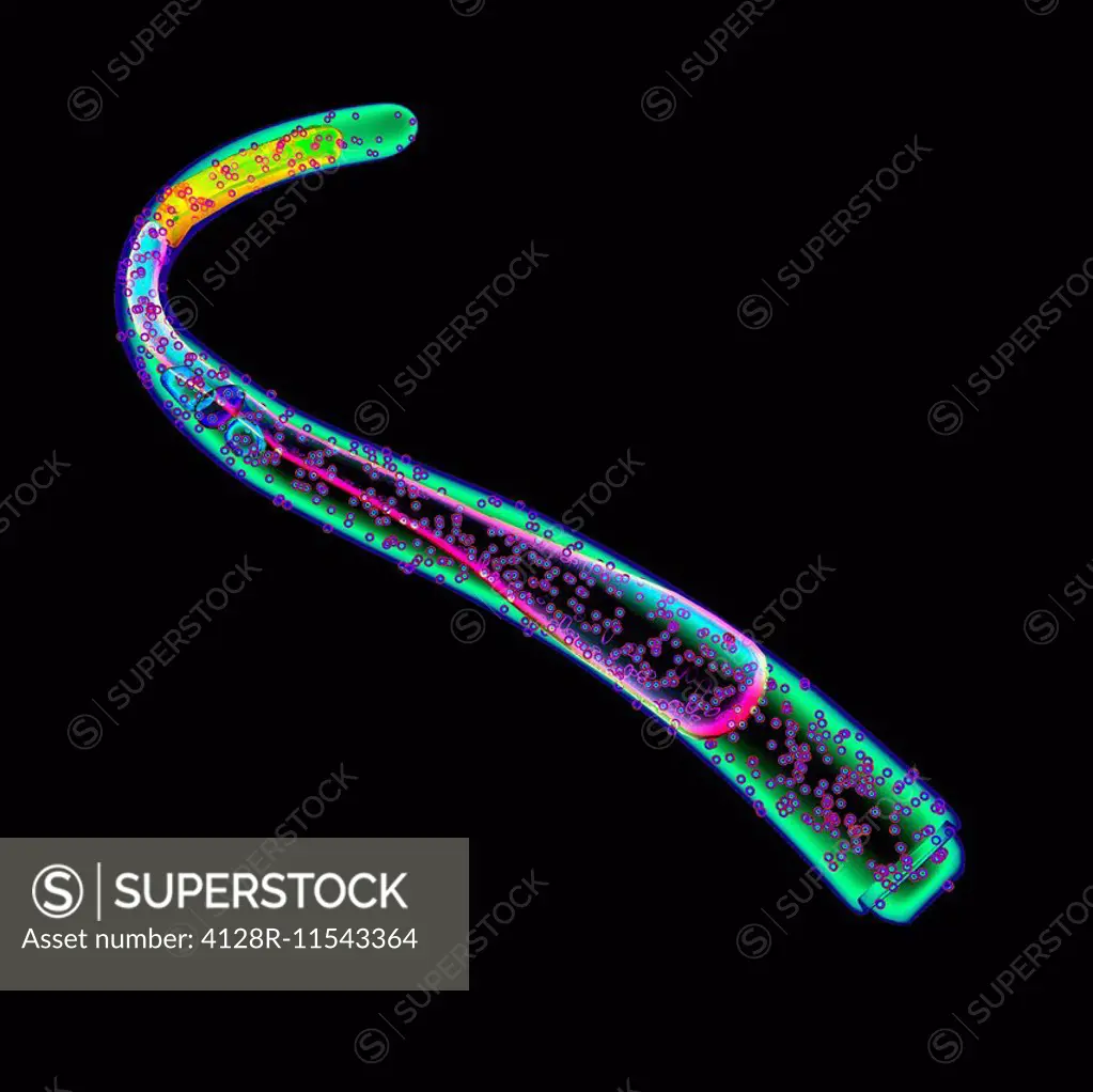 Nematode, or roundworm, computer illustration.