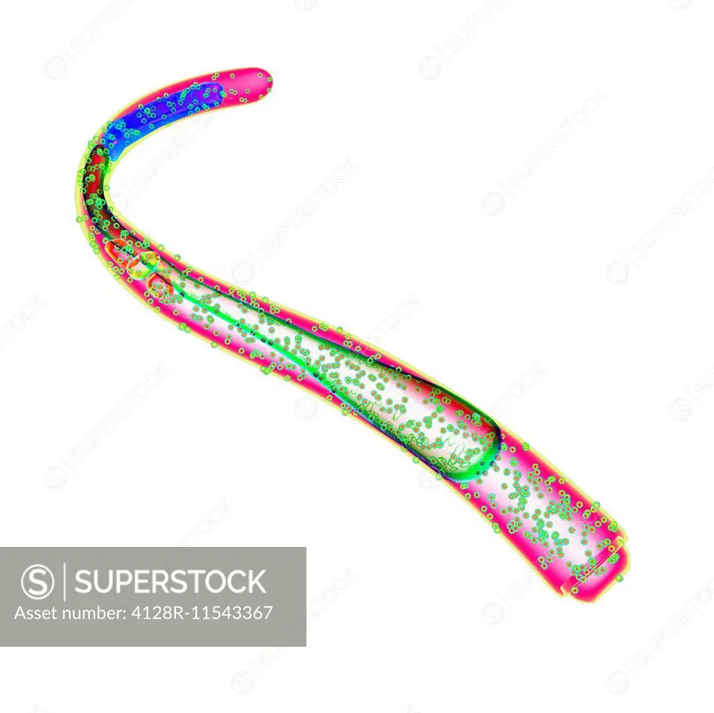 Nematode, or roundworm, computer illustration.