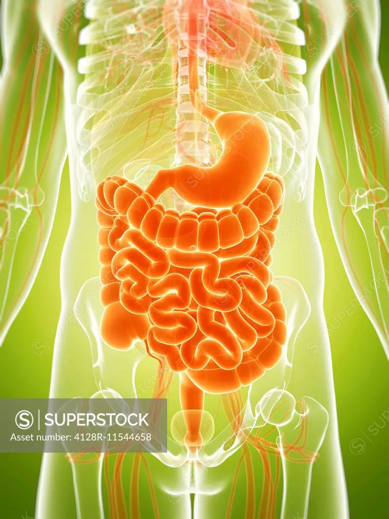 Human digestive system, computer illustration.