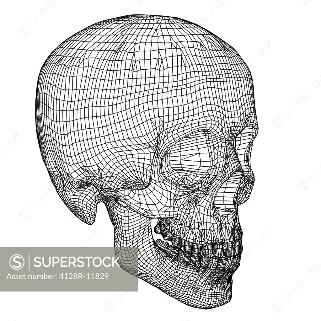 Skull, computer artwork