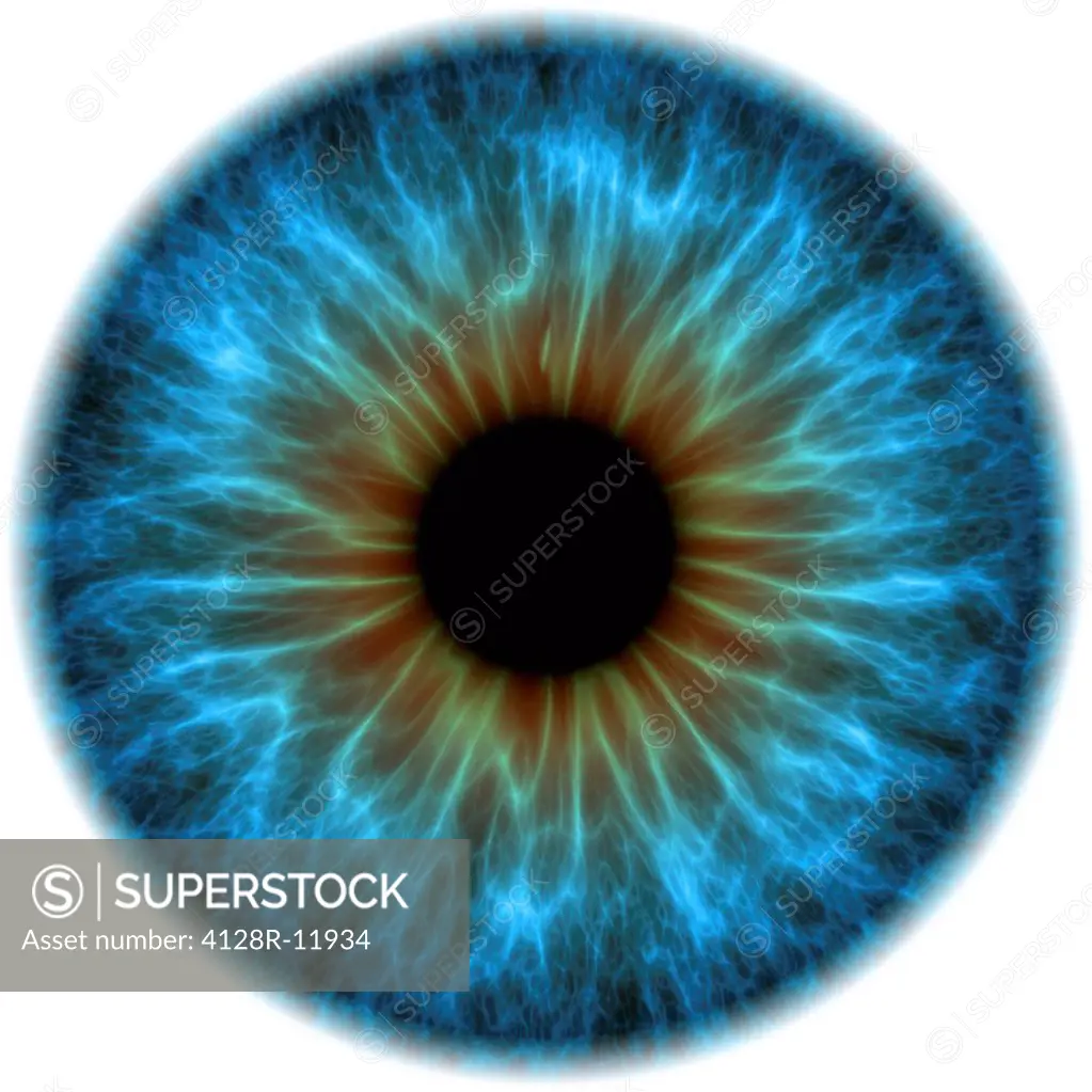 Eye, iris