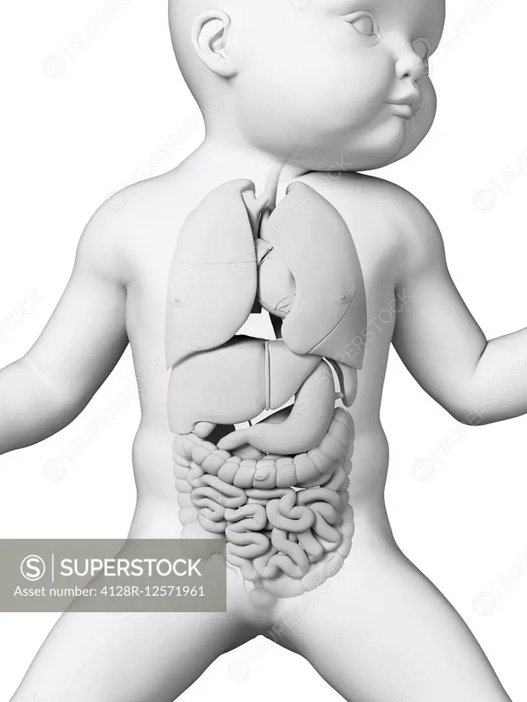 Baby's internal organs, computer illustration.