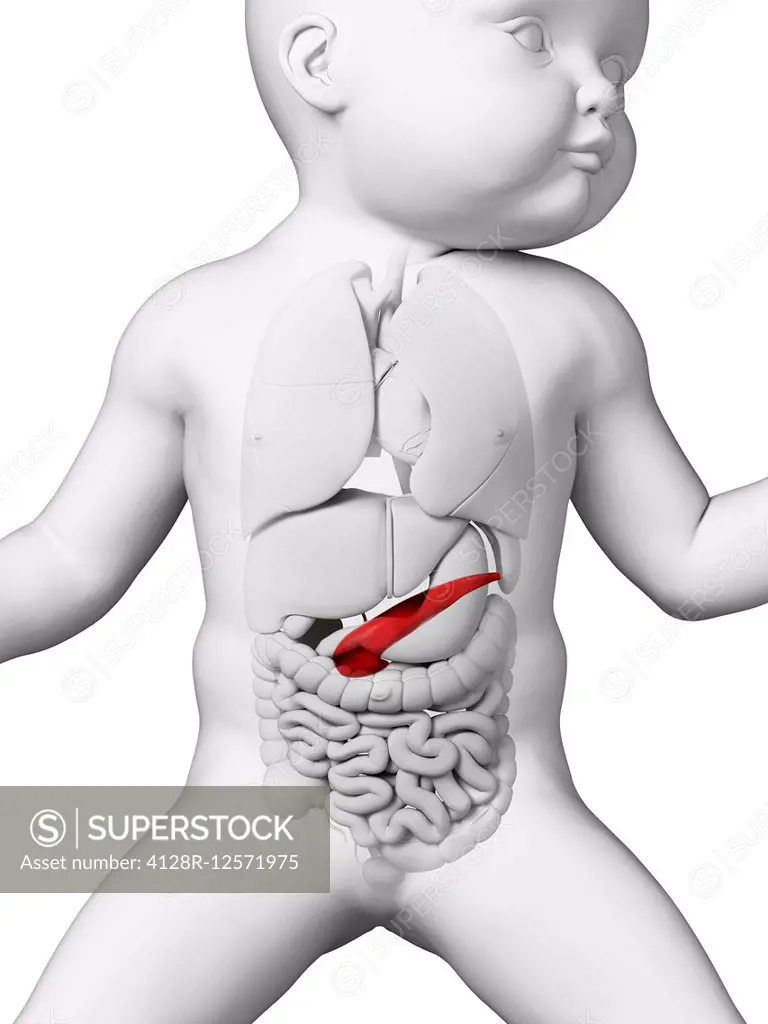 Baby's pancreas, computer illustration.