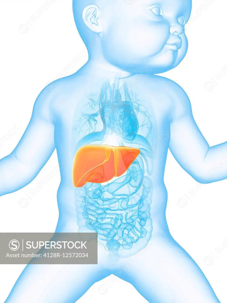 Baby's liver, computer illustration.