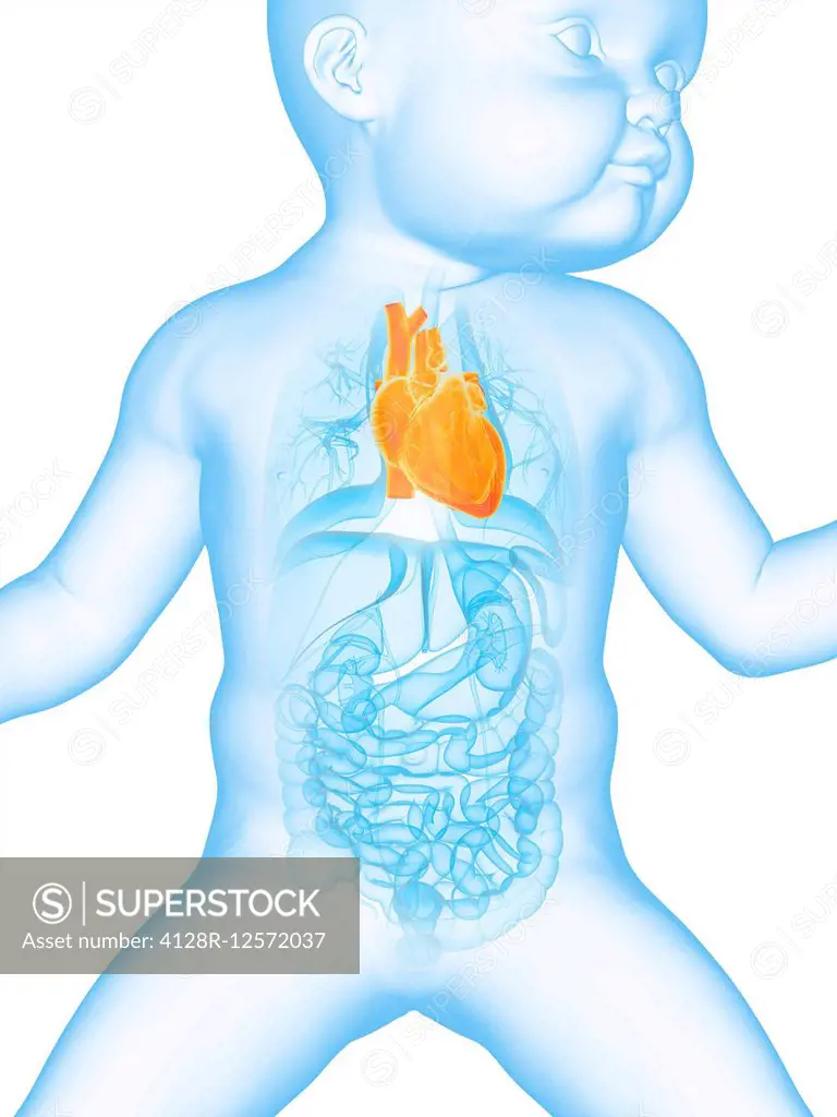 Baby's heart, computer illustration.