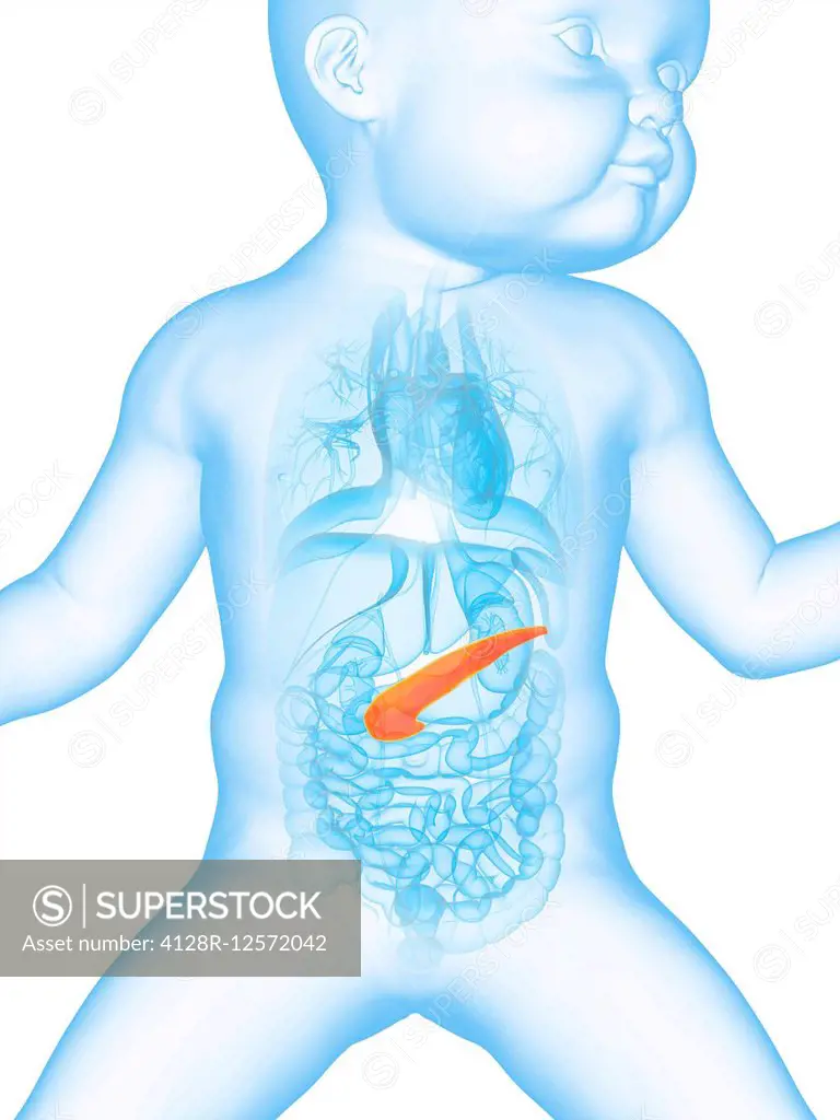 Baby's pancreas, computer illustration.