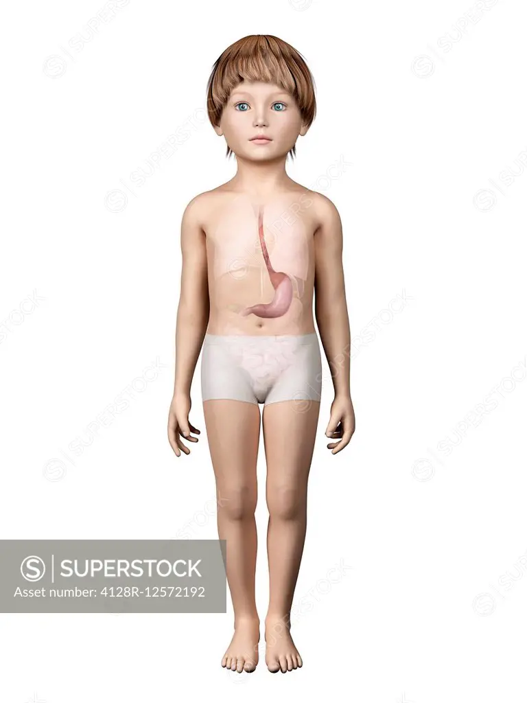 Stomach of a boy, computer illustration.