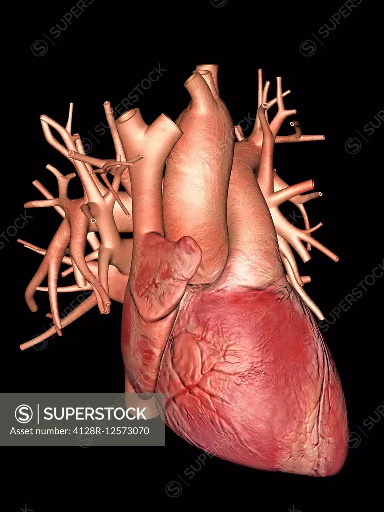 Computer artwork of a human heart.