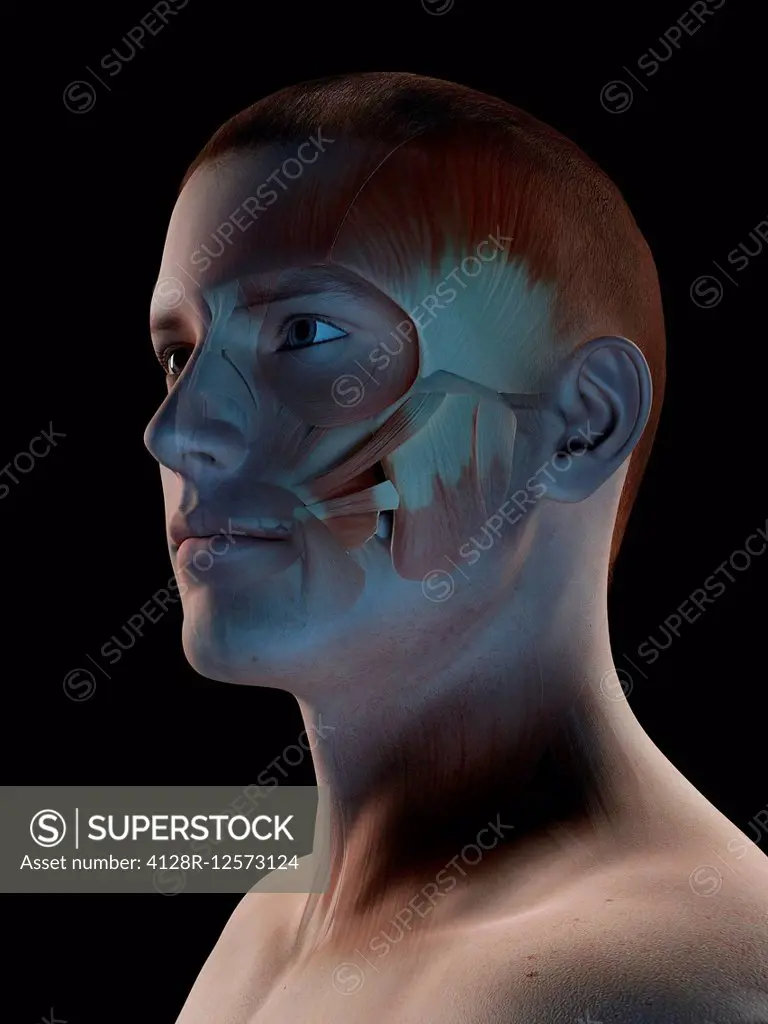 Human facial muscles, computer illustration.