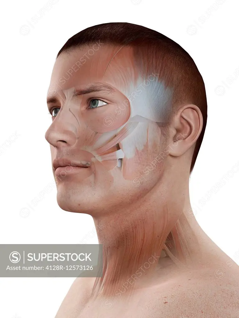 Human facial muscles, computer illustration.