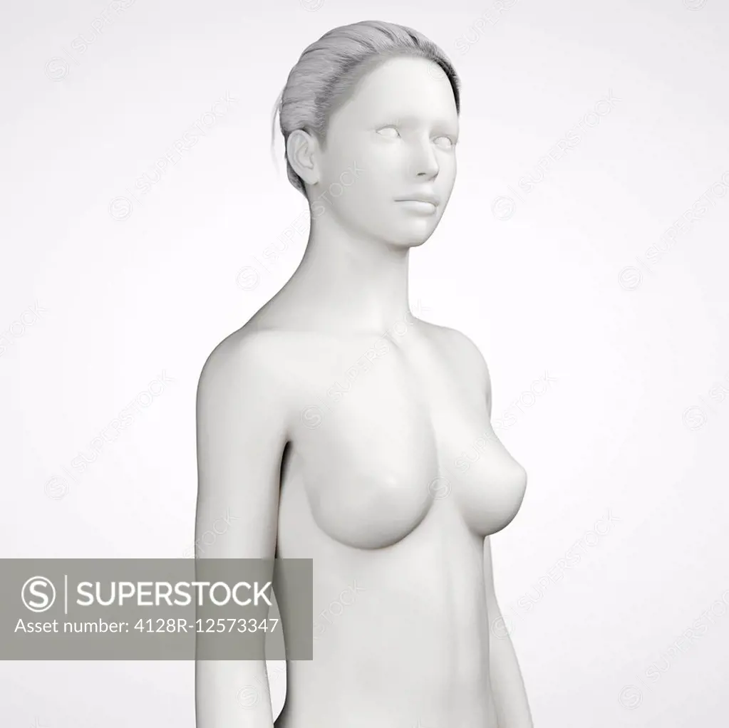Female anatomy, computer illustration.
