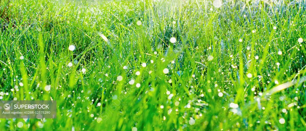 Dew drops on fresh grass.