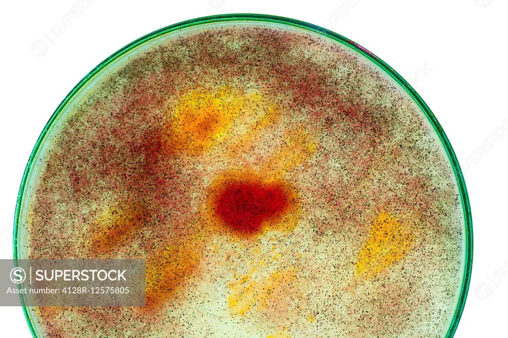 Mould growing in a petri dish.