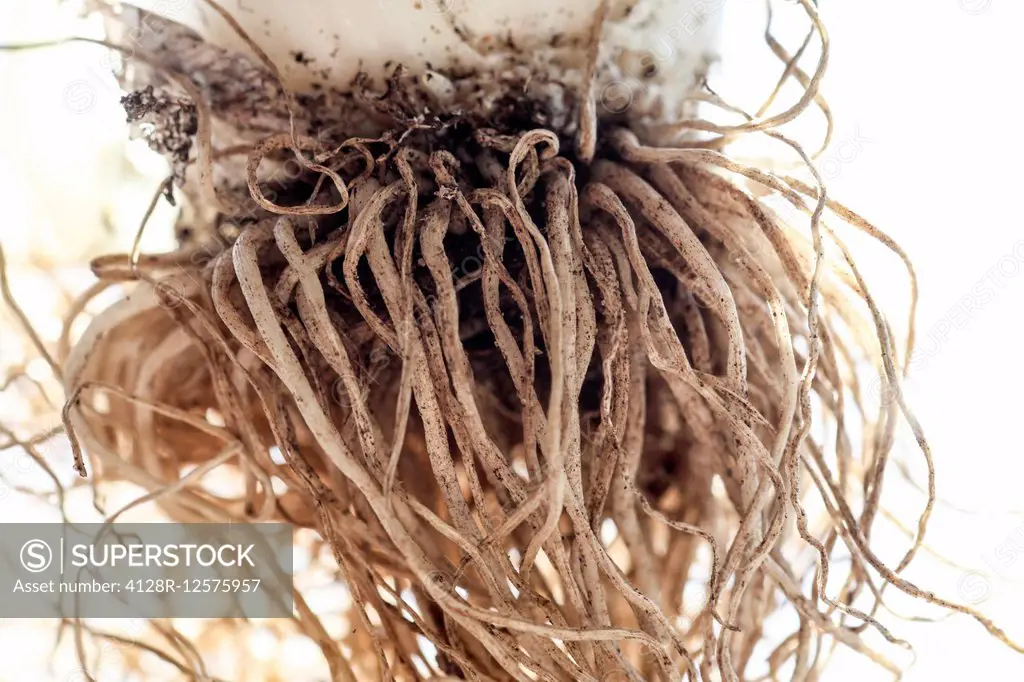 Tangled Roots - Close up