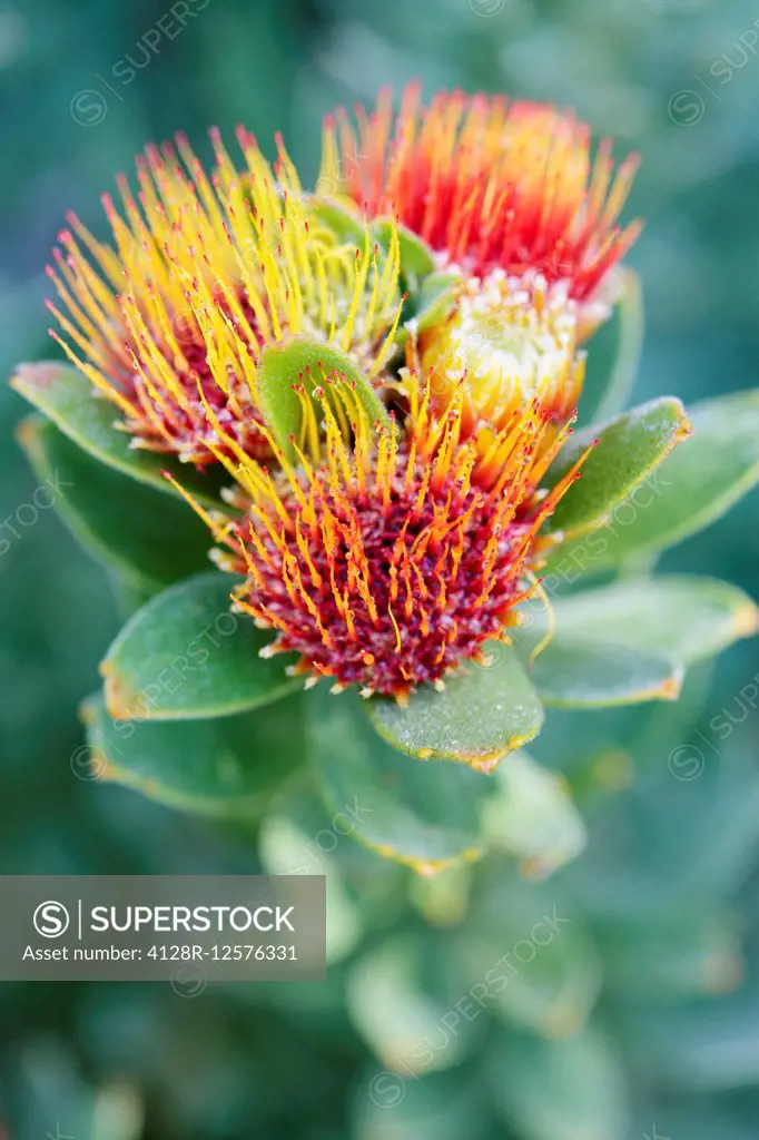 Protea tufted pincushion (Leucospermum oleifolium), Cape Town, South Africa.