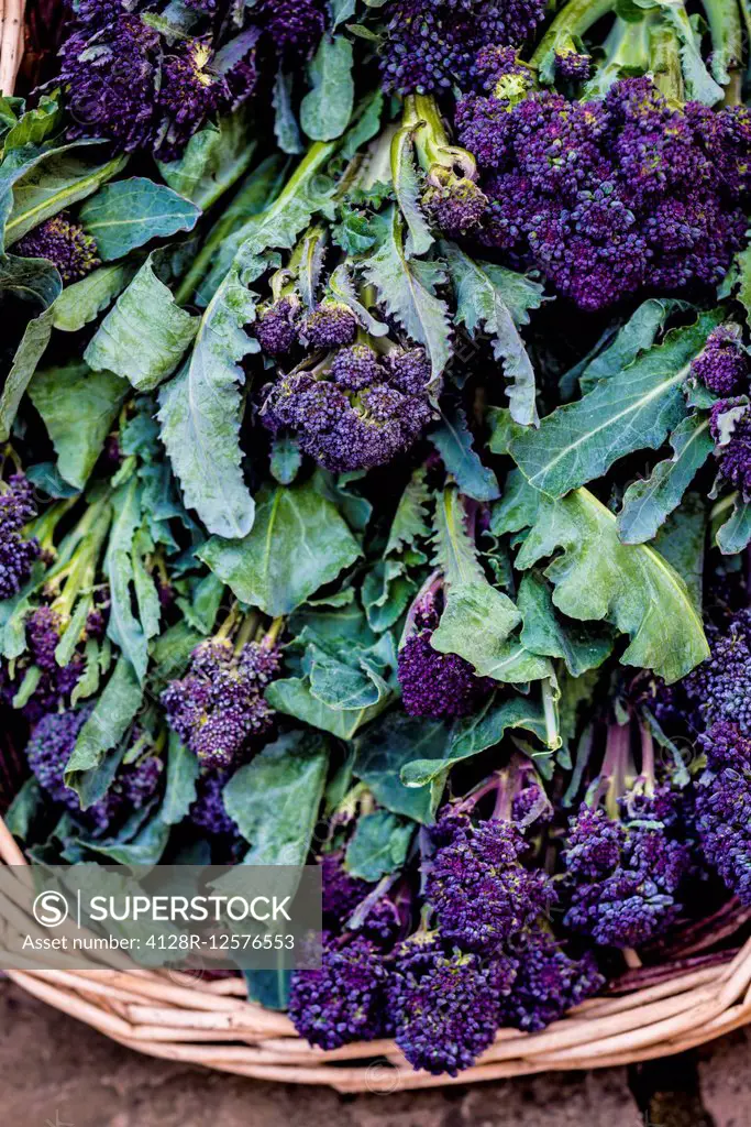 Purple sprouting broccoli.