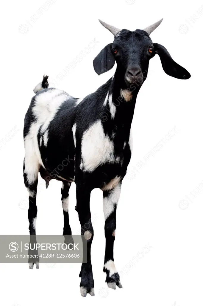 Boer goat, Norvalspont, Northern Cape, South Africa.