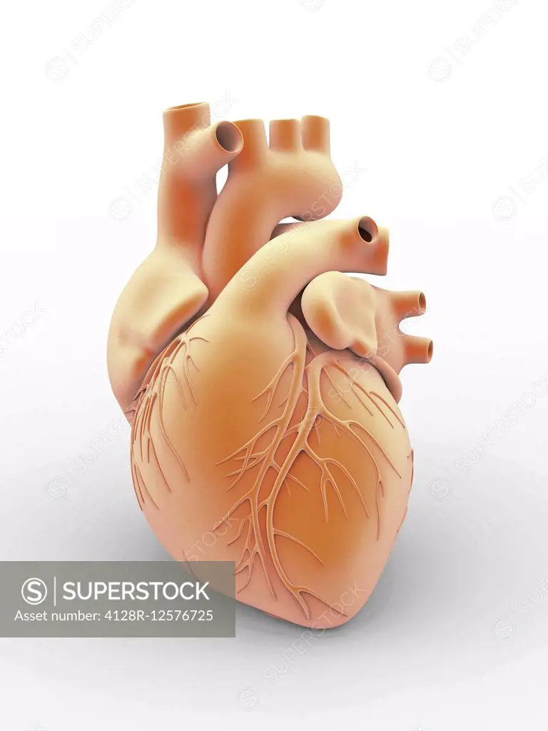 Heart and coronary arteries. Artwork of the external anatomy of a human heart, seen from the front. The surface blood vessels are the coronary arterie...