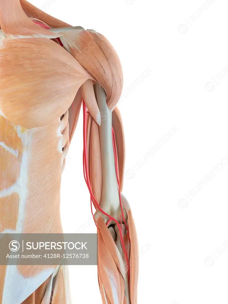 Human arm anatomy, computer illustration.