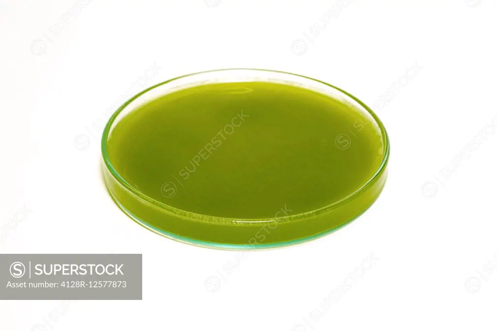 Algae in a petri dish.
