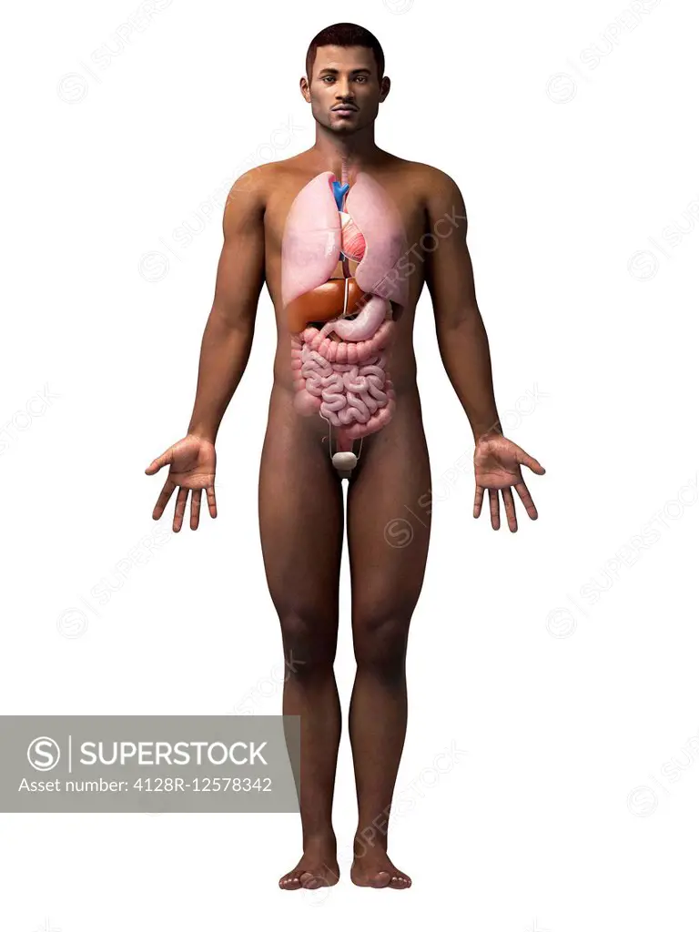 Male internal organs, computer illustration.