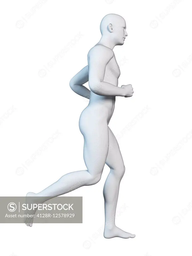 Anatomy of a runner, computer illustration.