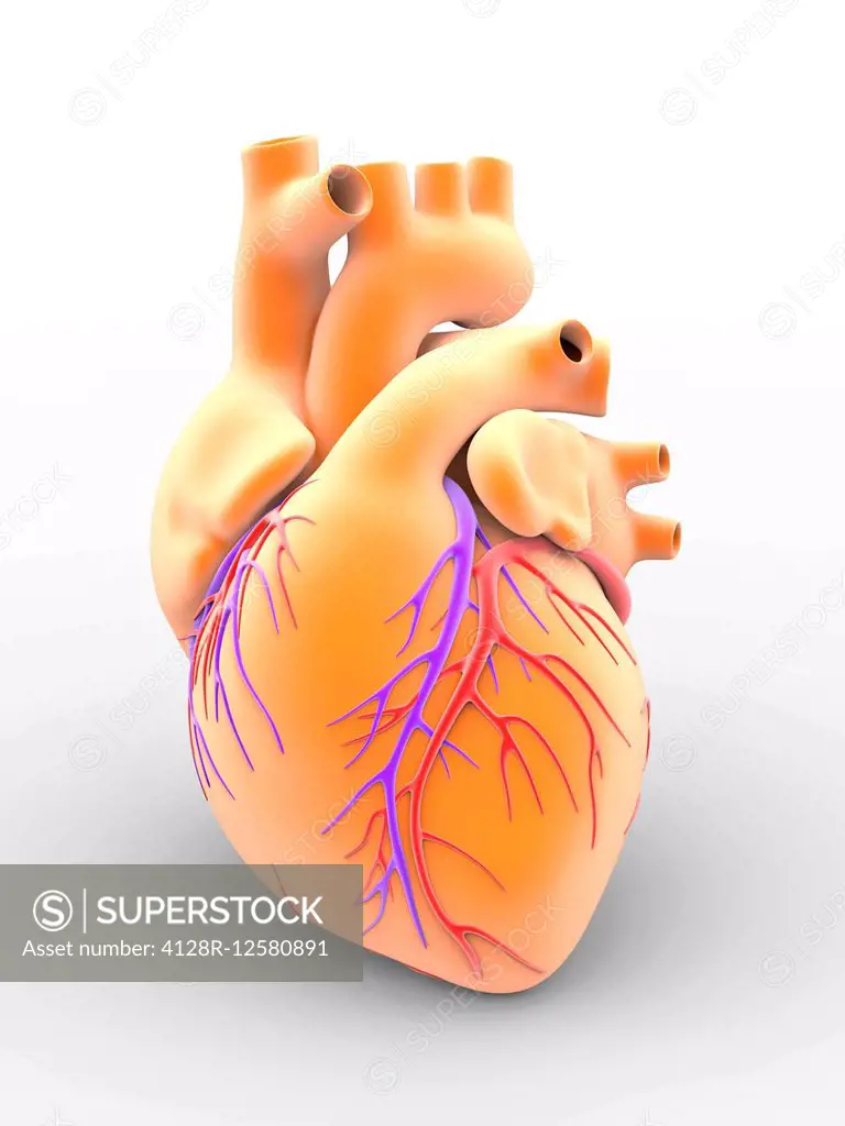 Heart and coronary arteries. Artwork of the external anatomy of a human heart, seen from the front. The surface blood vessels are the coronary arterie...