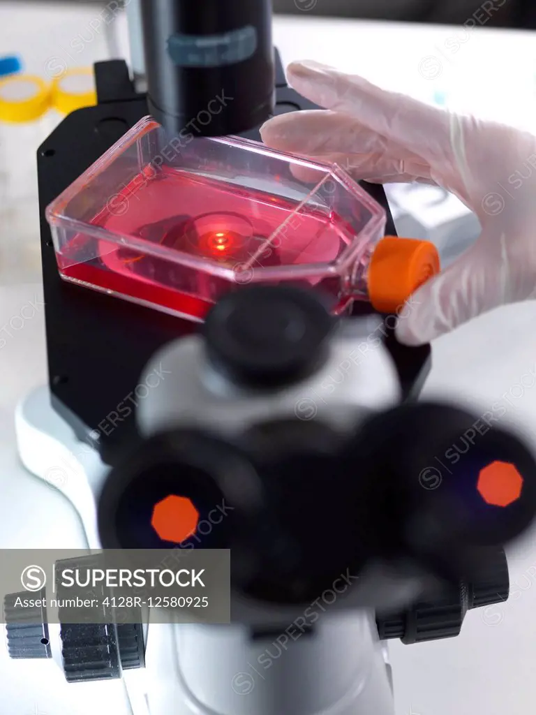 Stem Cell Research. Laboratory researcher using a light microscope to examine stem cells in a culture jar.