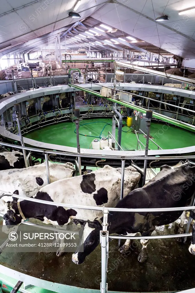 Dairy cows in a milking barn.