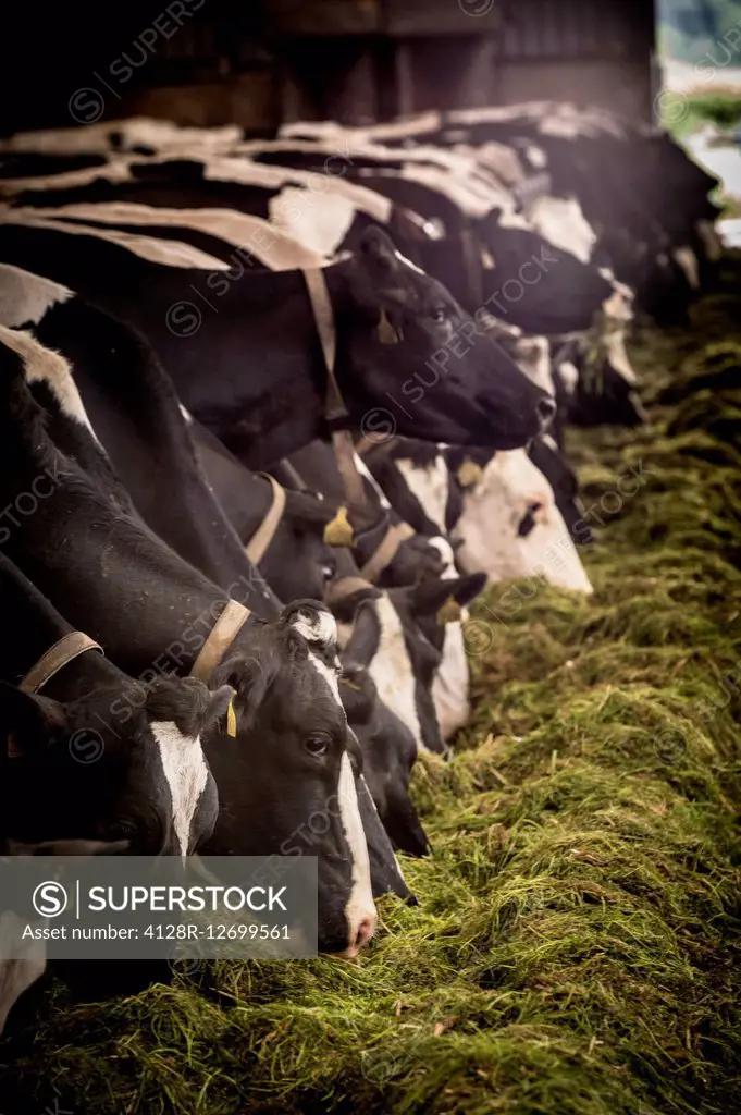 Dairy cows feeding from a trough.