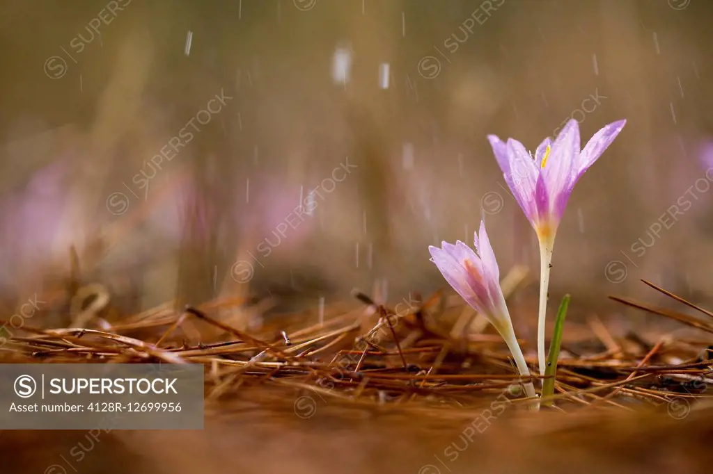 Mauve Colchicum common names are: autumn crocus, meadow saffron and naked lady. Photographed in Israel in November