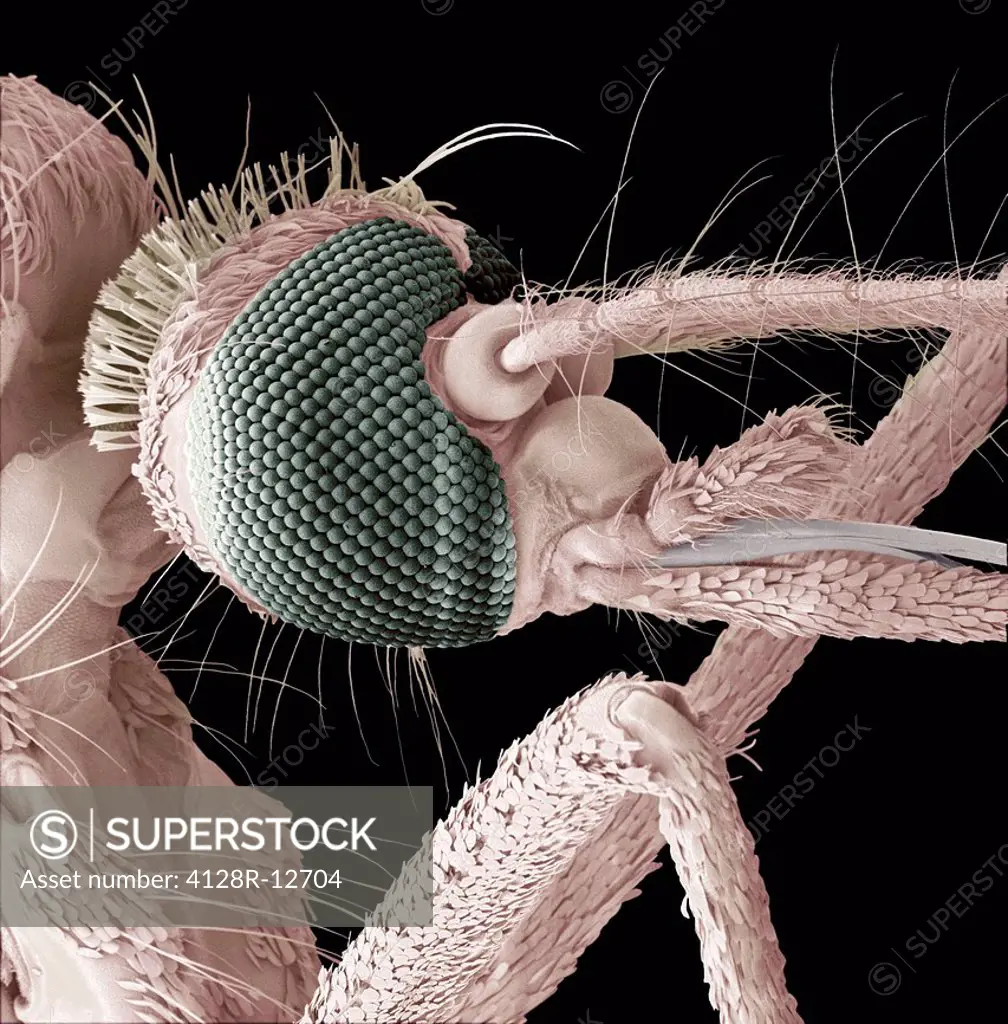Mosquito head, coloured scanning electron micrograph SEM. Magnification: x700 when printed at 10 centimetres wide.