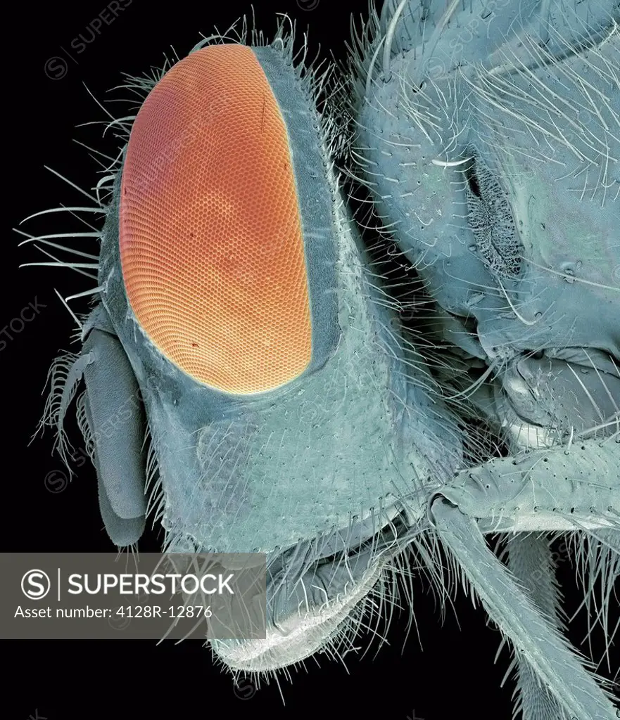 Bluebottle fly Calliphora vomitoria head, coloured scanning electron micrograph SEM. Magnification: x35 when printed at 10 centimetres tall.