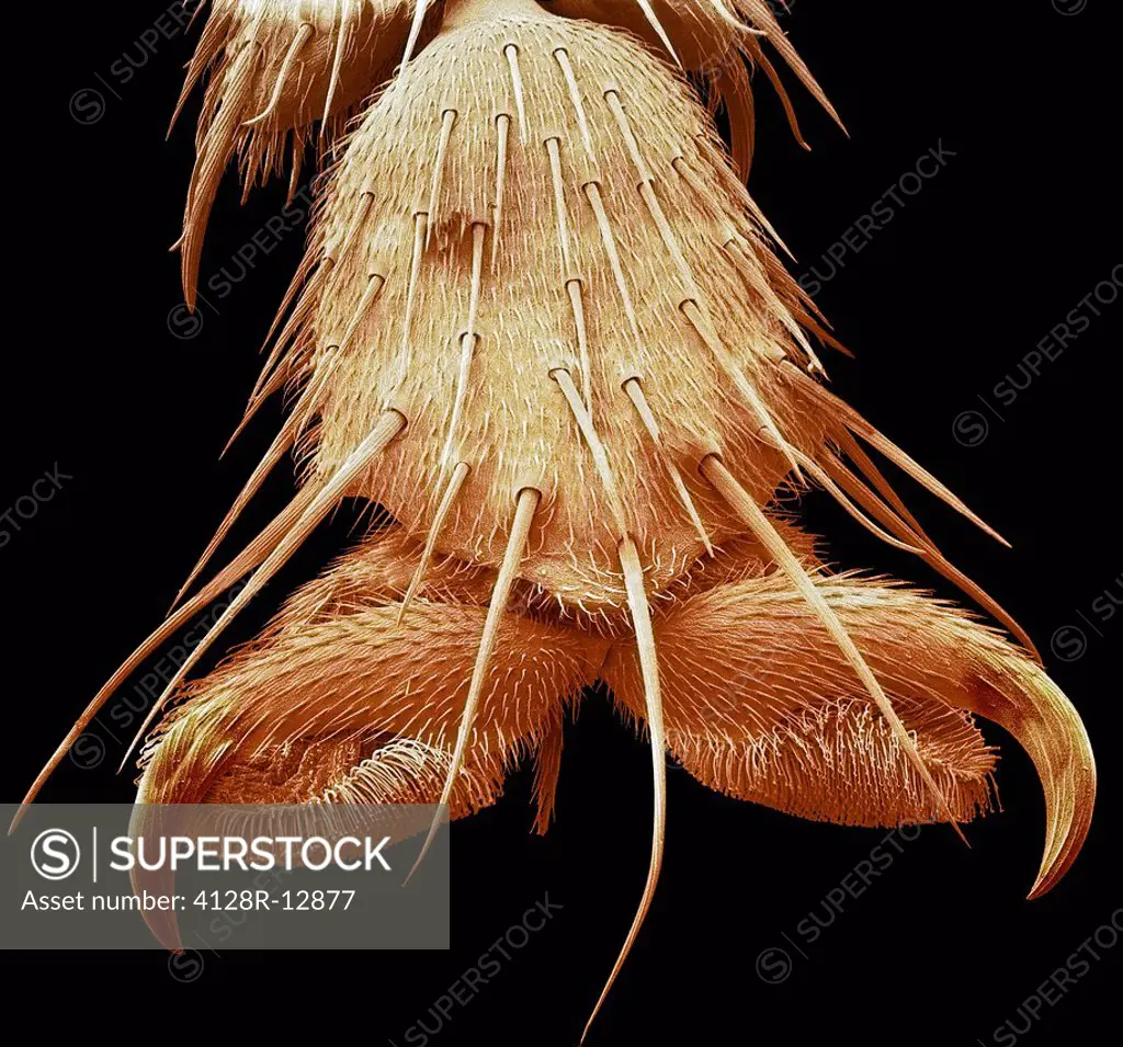 Bluebottle fly foot, coloured scanning electron micrograph SEM. Magnification: x250 when printed at 10 centimetres wide.