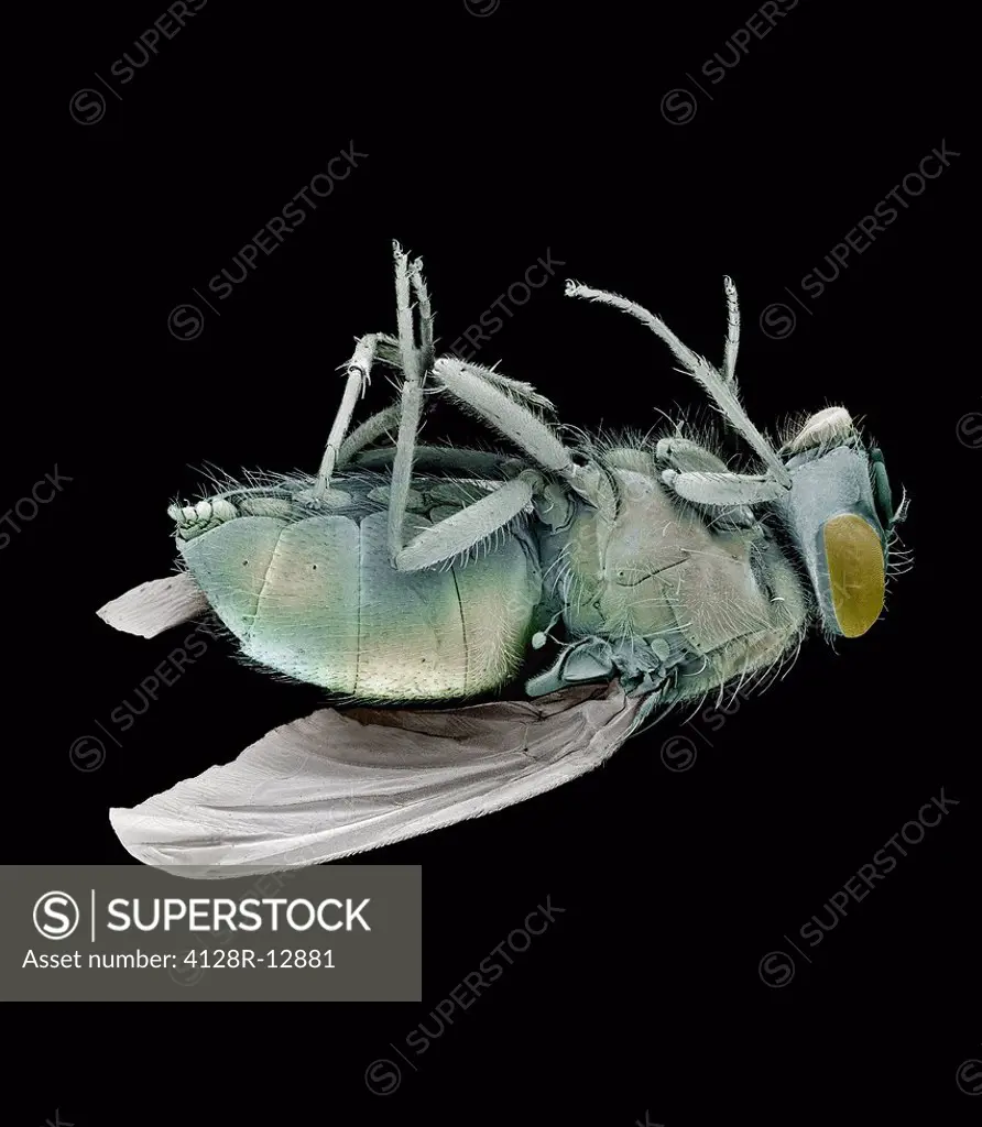 Dead bluebottle fly Calliphora vomitoria, coloured scanning electron micrograph SEM. Magnification: x10 when printed at 10 centimetres wide.