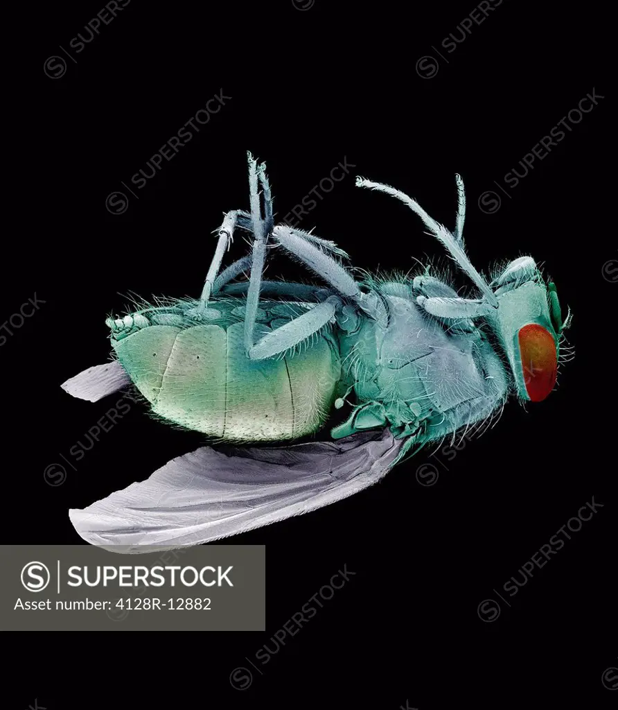 Dead bluebottle fly Calliphora vomitoria, coloured scanning electron micrograph SEM. Magnification: x10 when printed at 10 centimetres wide.